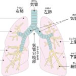 悪い方の肺を上して横になる理由とは?